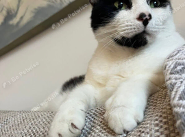 Lost cat in Alton Hampshire