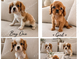 **DNA  PRA CLEAR CAVALIER KING CHARLES PUPPIES **