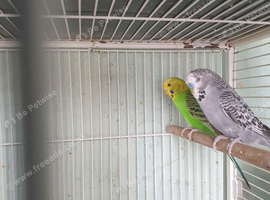 BUDGIES FOR SALE
