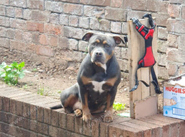 Female pockit bully