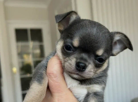 KC reg puppy for sale