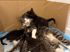 Kitten for sale