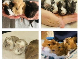 Guinea pig pups for sale in Peterborough