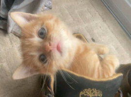 Orange tabby kittens