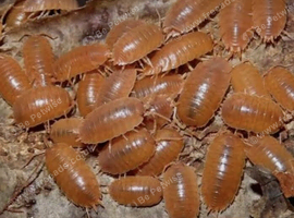 Orange Porcellio Laevis