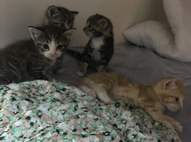 Kitten for sale