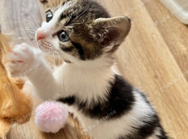 READY NOW TABBY AND WHITE MALE KITTEN