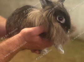 Lionhead doe