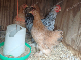 Quartet of pekins