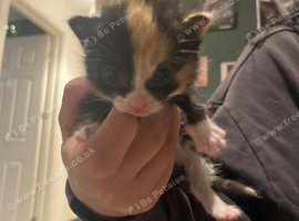 6 beautiful kittens ready for new homes