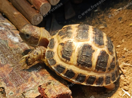 Horsfield tortoise now available for a new loving home 5-7cm long