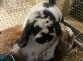 2 male rabbits