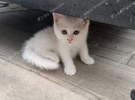 Ready now, 2 little girls short haired white Persian x kittens