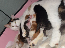 Kittens for sale