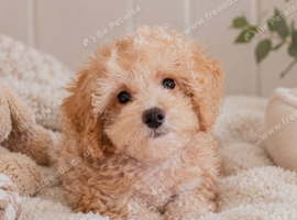 Beautiful Apricot Toy Maltipoo Girl Ready Now!
