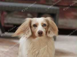 Miniature dachshund