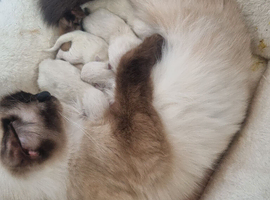 4 beautiful pure Ragdoll kittens