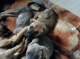 Cane corso puppies looking for their forever home