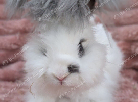 English angora