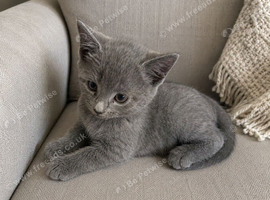 Lovely Playful Kittens Ready Now