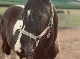 Reg American Paint 6yr infoal mare