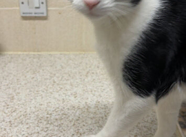 Male cat