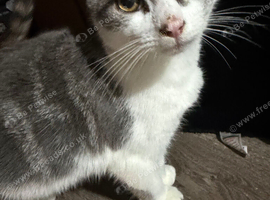 Kittens available for rehome
