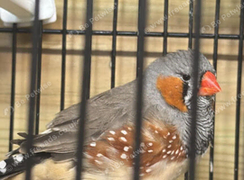 Exhibition Zebra finch cock bird