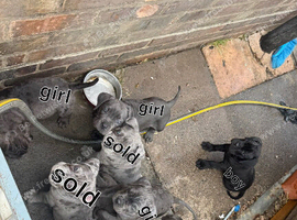 2 boys 4 girls corso pups