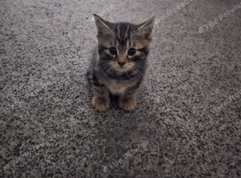 Kittens