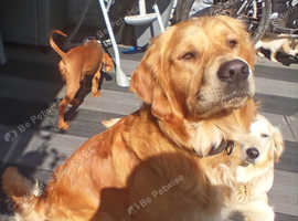 Proven IF dark golden retriever
