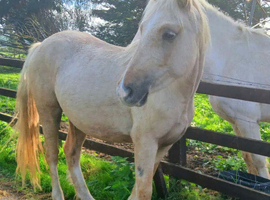 Stunning palomino 2 year old filly 4 whites