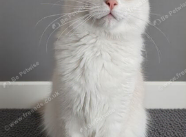 Maine Coon Champion bloodlines