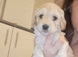 5 beautiful golden/white cockapoos