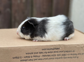 Ready now, 2 male guinea pig