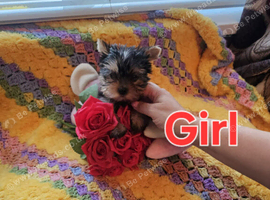 Lovely puppies for sale