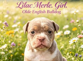 Olde English Bulldog puppies