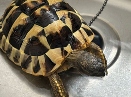 For sale a 3 year old female ( I think)