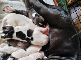 7 beautiful long-legged staffie pups