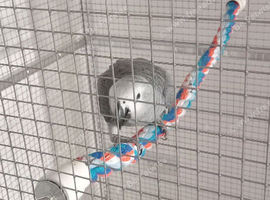 African grey