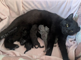 Adorable Domestic Shorthair Kittens with Quality fur