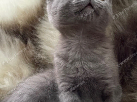 Princess Leia beautiful bsh mix