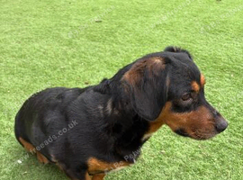 Duchweiler female is looking for a new home