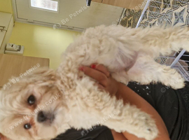 Gorgeous shih poo puppies for sale