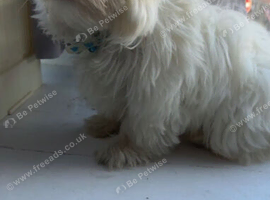 Beautiful Maltese puppy looking for a new home