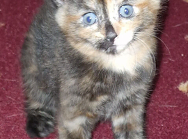 2 Female kittens black and ginger