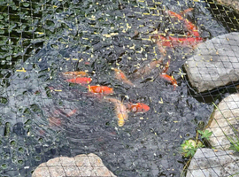 Goldfish