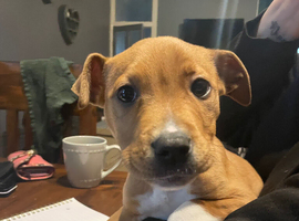6month old Staffy girl