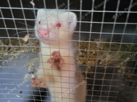 Albino hob