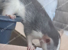 Got few litters that are ready now and pregnant females